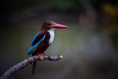 Ağaç dalında beyaz boğazlı Kingfisher kuşun yakın çekim görüntüsü.