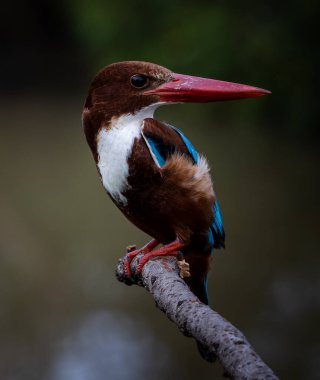 Ağaç dalında beyaz boğazlı Kingfisher kuşun yakın çekim görüntüsü.