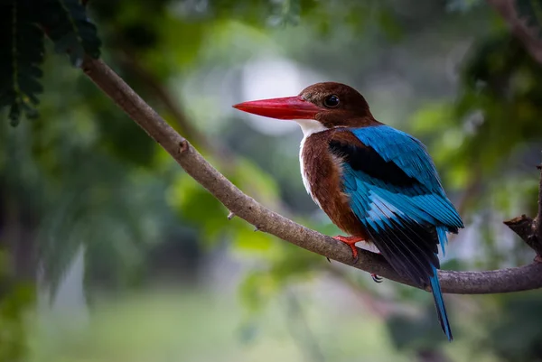 Biało Gardłowy Kingfisher Gałęzi Drzewa Zbliżyć Strzał Ptaka — Zdjęcie stockowe