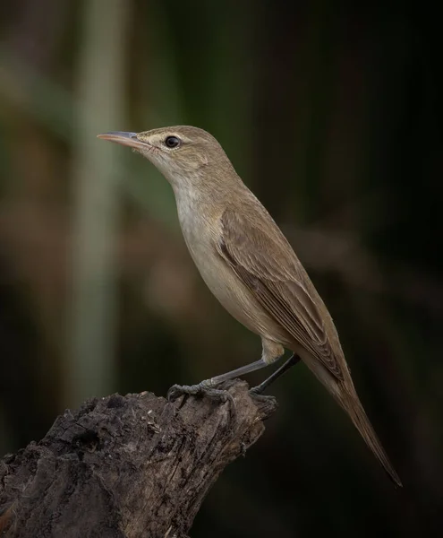 Acrocephalus Orientalis Gałęzi Drzewa Zbliżenie Ptaków — Zdjęcie stockowe