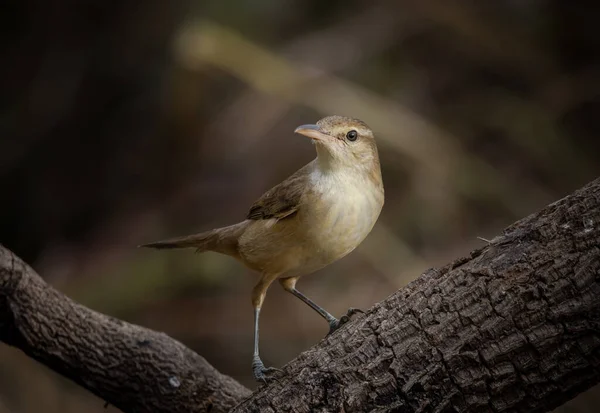 Acrocephalus Orientalis Gałęzi Drzewa Zbliżenie Ptaków — Zdjęcie stockowe