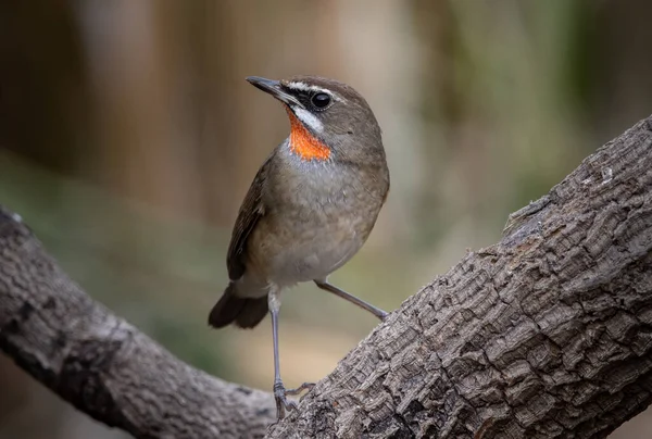 Sibiřský Rubythroat Zblízka Záběr Ptáka — Stock fotografie