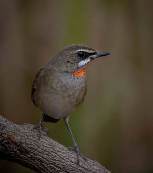 Sibiřský Rubythroat Zblízka Záběr Ptáka — Stock fotografie