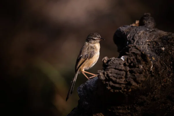 Prinia Inornata Branch Tree — Stock Fotó