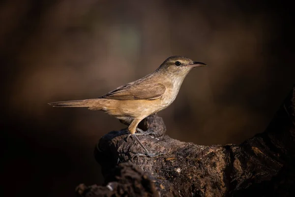 Oriental Reed Warbler Dry Branch Tree — Φωτογραφία Αρχείου