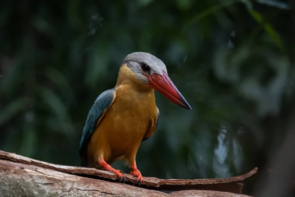 Stork Billed Kingfisher Branch Tree — стокове фото