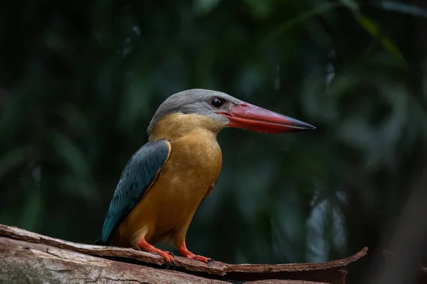 Stork Billed Kingfisher Branch Tree — Zdjęcie stockowe