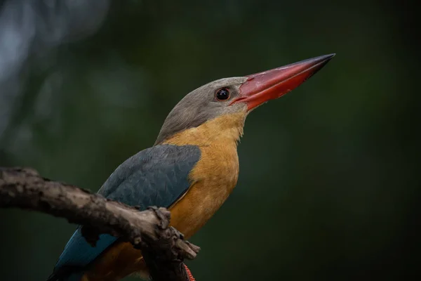 Stork Billed Kingfisher Branch Tree —  Fotos de Stock