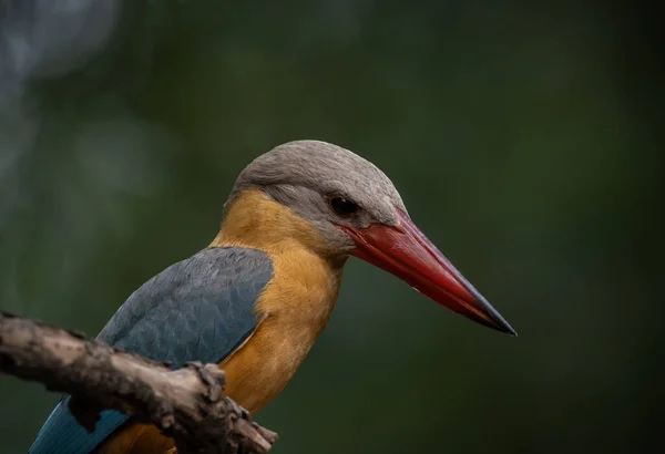 Stork Billed Kingfisher Branch Tree — стоковое фото