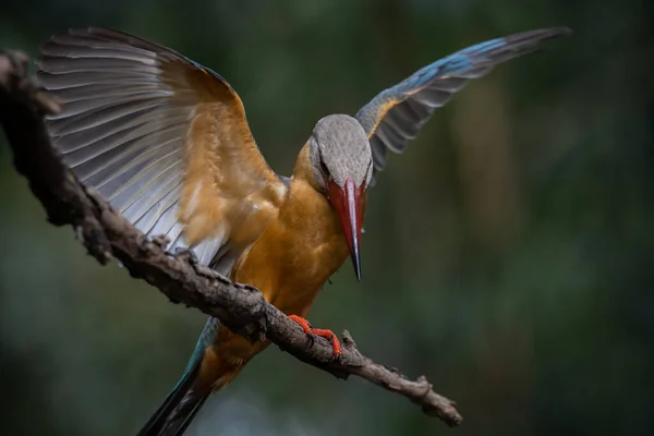 Stork Billed Kingfisher Branch Tree — Photo