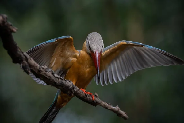 Haikaralaskutettu Kingfisher Oksalla Puu — kuvapankkivalokuva