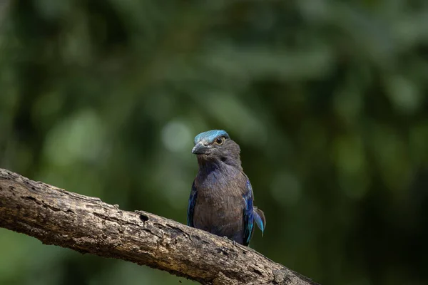 Indian Roller Standing Dry Branch Tree — Fotografia de Stock