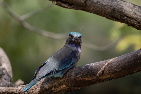 Indian Roller Standing Dry Branch Tree — Zdjęcie stockowe