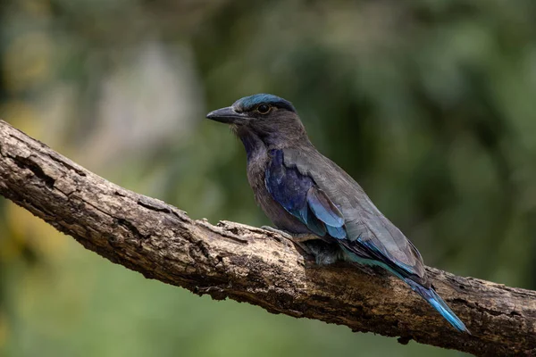 Indian Roller Standing Dry Branch Tree — Photo