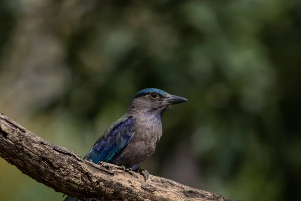 Indian Roller Standing Dry Branch Tree — Photo