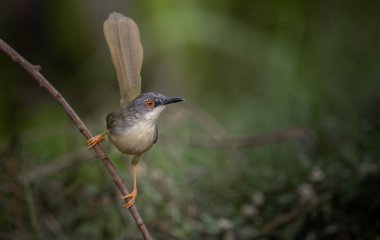 Ağaçta sarı karınlı Prinia (Hayvan portresi)