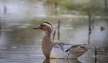 Bataklıkta yüzen Garganey (Hayvan portresi)