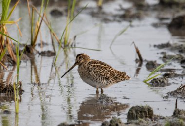 At kuyruklu Snipe yerde suyla duruyor..