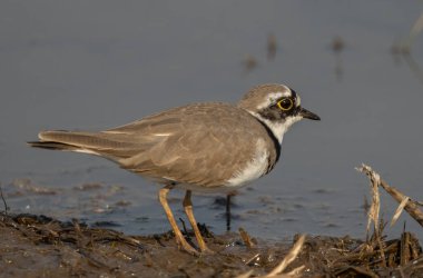 Küçük Halkalı Plover suda yiyecek arıyor..