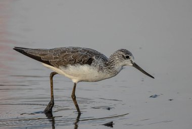 Bataklık Çulluğu suda yiyecek arıyor..
