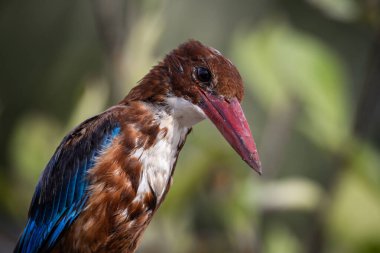 Beyaz boğazlı Kingfisher yakın çekim (Hayvan Portresi)