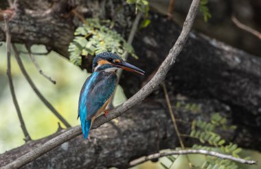 Ağacın dalında ortak Kingfisher.