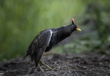 Yerdeki Watercock (Hayvan Portresi )