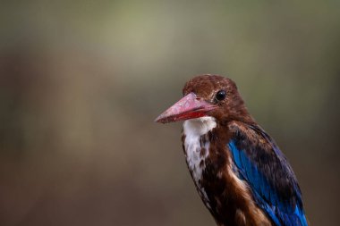 Beyaz boğazlı Kingfisher yakın çekim (Hayvan Portresi)