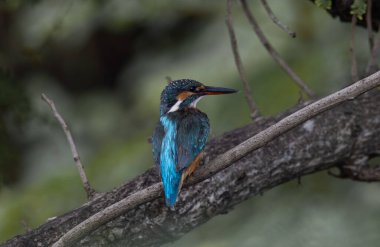Ağacın dalında ortak Kingfisher.