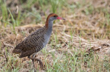 Yırtık göğüslü demiryolu yere yakın çekim..