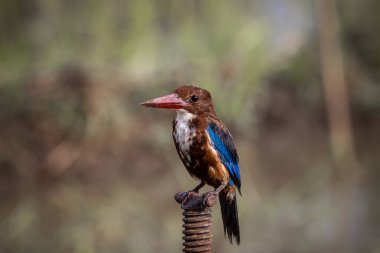 Beyaz boğazlı Kingfisher yakın çekim (Hayvan Portresi)