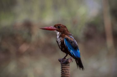 Beyaz boğazlı Kingfisher yakın çekim (Hayvan Portresi)