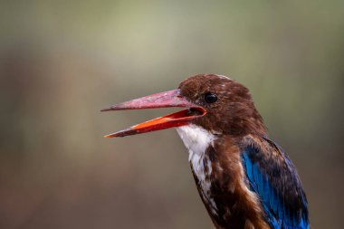 Beyaz boğazlı Kingfisher yakın çekim (Hayvan Portresi)