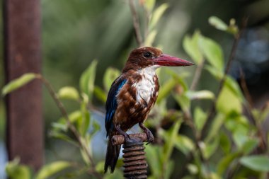 Beyaz boğazlı Kingfisher yakın çekim (Hayvan Portresi)