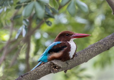 Beyaz boğazlı Kingfisher ağaç dalında (Hayvan Portresi)