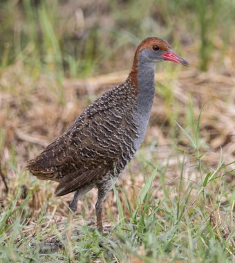 Yırtık göğüslü demiryolu yere yakın çekim..