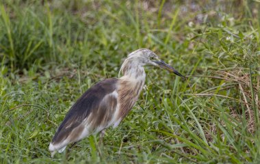 Çin Gölet Balıkçıl, Hayvan Portresi 'ni yakın çekim..
