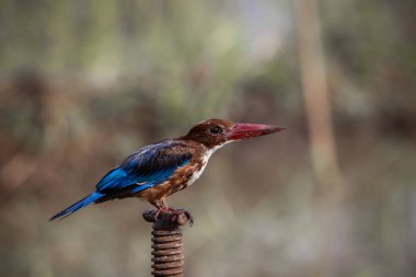 Beyaz boğazlı Kingfisher yakın çekim (Hayvan Portresi)