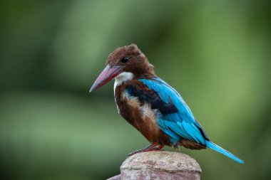 Beyaz boğazlı Kingfisher (Hayvan Portresi)