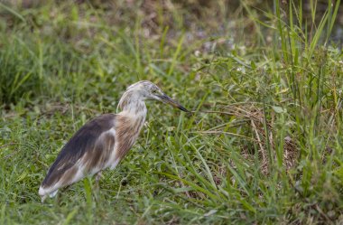 Çin Gölet Balıkçıl, Hayvan Portresi 'ni yakın çekim..