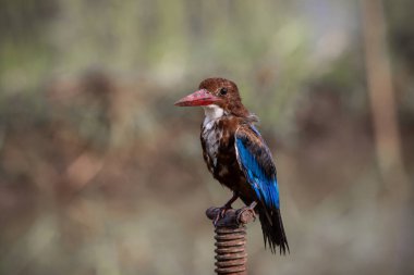 Beyaz boğazlı Kingfisher yakın çekim (Hayvan Portresi)