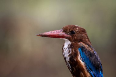 Beyaz boğazlı Kingfisher yakın çekim (Hayvan Portresi)