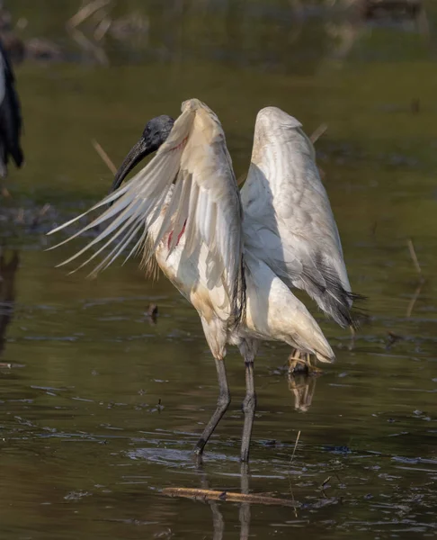 Siyah Saçlı Ibis Suda Yiyecek Arıyor — Stok fotoğraf