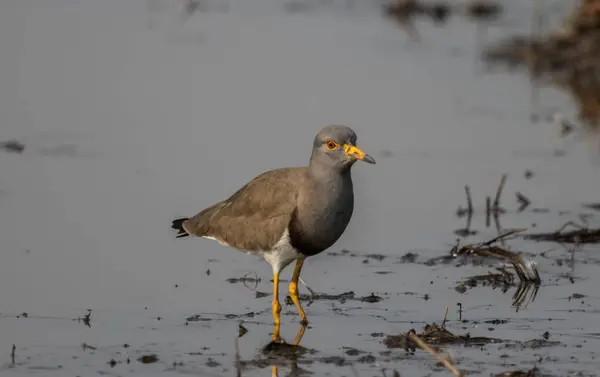 Szary Lapwing Szuka Jedzenia Wodzie — Zdjęcie stockowe