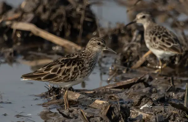 Long Toed Stint Looking Food Water — Stock Photo, Image
