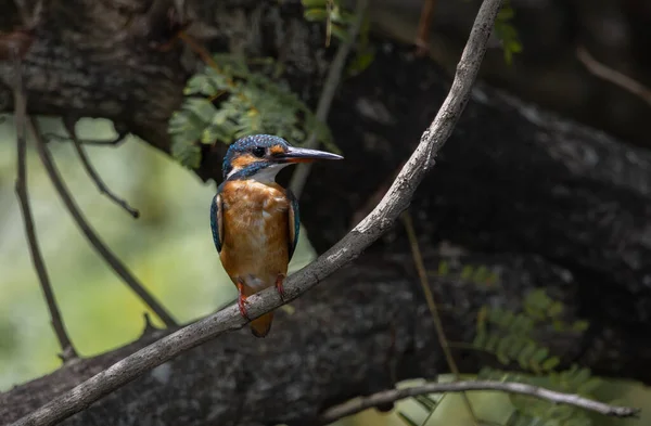 Kingfisher Comum Árvore Galhos — Fotografia de Stock