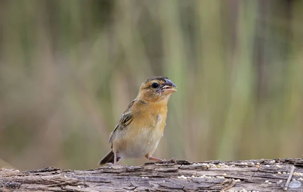 Asian Golden Weaver Portret Zwierzęcy — Zdjęcie stockowe