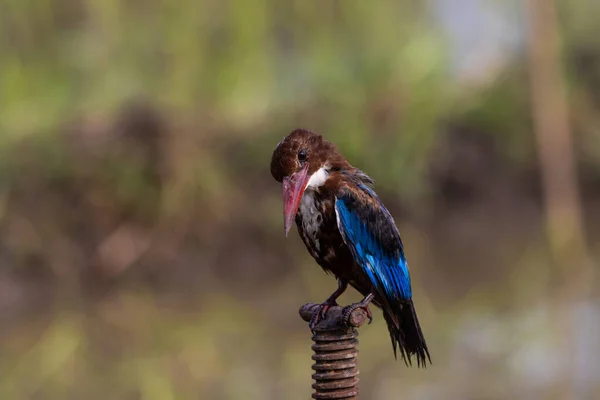 Branco Garganta Kingfisher Close Shot Animal Portrait — Fotografia de Stock