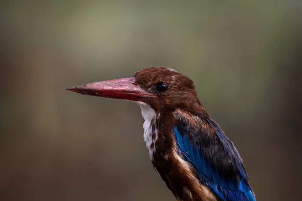 Strzał Bliska Kingfisher Portret Zwierzęcy — Zdjęcie stockowe