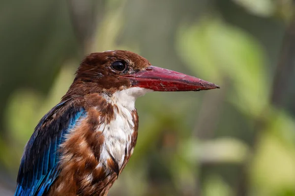 Fehértorkú Kingfisher Közelkép Animal Portrait — Stock Fotó